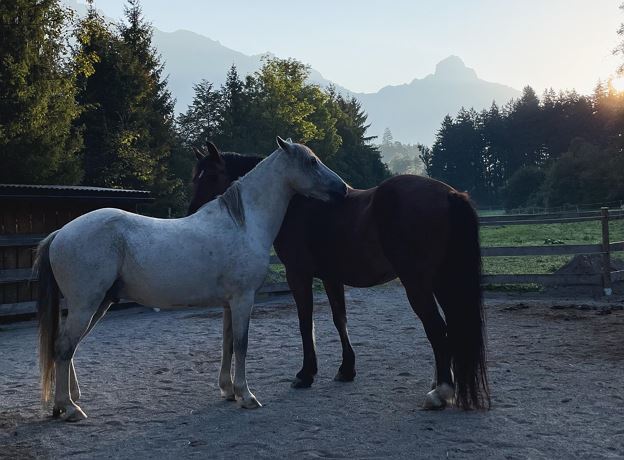 Entspannungsabende in der Natur mit Silvia