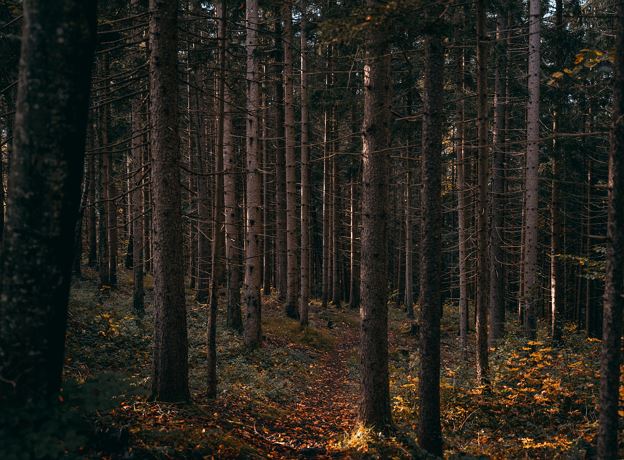 Waldbaden in Nüziders